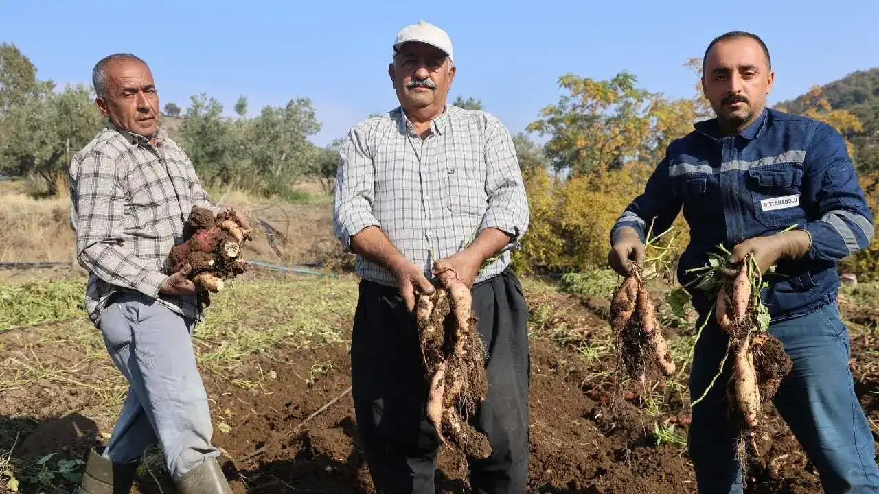 Kuraklık Vurdu, Fiyatlar Uçtu: Hatay’da Tatlı Patatesin Bedeli Katlandı! 5